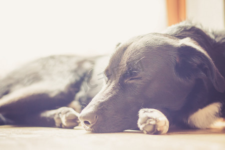 杂种摄影照片_黑狗放松：拉布拉多杂种躺在木地板上放松