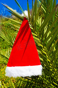棕榈树上的圣诞帽