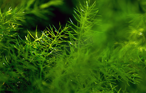 自然背景下芦笋蕨的鲜绿细叶