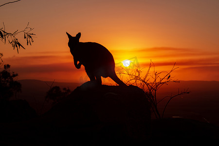 一只袋鼠在岩石上的剪影，背景是美丽的日落。