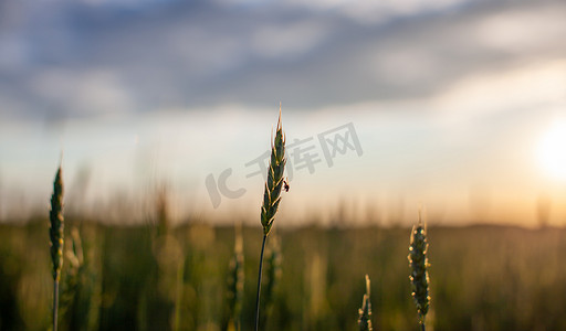 日落时分，一只苍蝇停在麦穗或黑麦穗上。