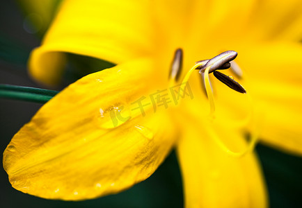 盛开的黄色百合花的特写