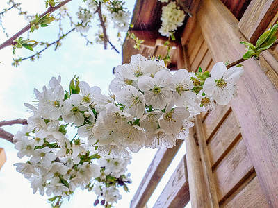 迎春背景摄影照片_绝世杏花迎春蓝天。