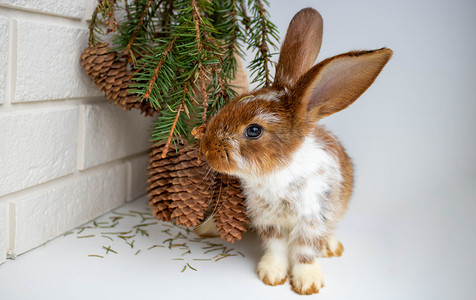 一只可爱的棕色兔子坐在花瓶旁边，花瓶里放着一束带球果的冷杉树枝。