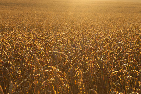 沐浴在金色光芒中的成熟麦穗的背光田