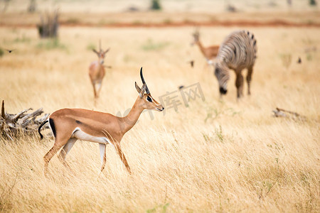 一只羚羊和一些斑马在肯尼亚的大草原