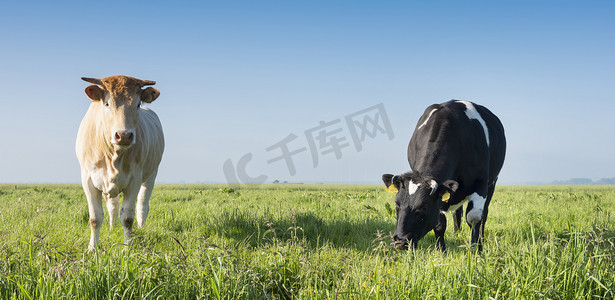 荷兰蓝天下绿草如茵的金发 daquitaine 牛和黑牛