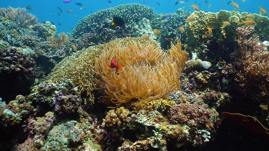 珊瑚礁和水下鱼类。