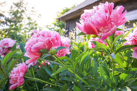 农村田野卡通背景摄影照片_农村建筑背景上美丽的春天牡丹花。