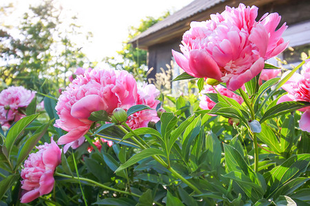 漂亮的鲜花摄影照片_农村建筑背景上美丽的春天牡丹花。