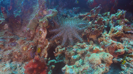 冠刺海星在珊瑚上。