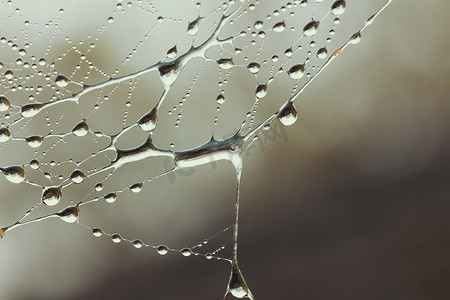 喷丝板摄影照片_有水滴的大蜘蛛网