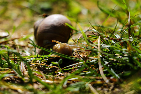 大蜗牛，雨后在草地上的田螺。