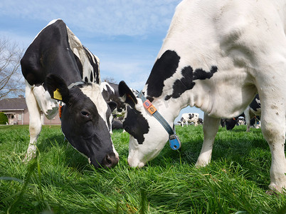 黑色和白色斑点奶牛的头特写在草地上