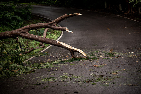 暴雨摄影照片_暴雨过后，落下的树木碎片阻碍了森林中的道路。