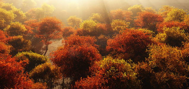 秋天的森林大腿视图太阳光线