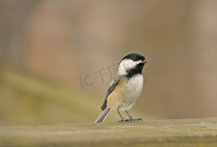 黑顶山雀 (Poecile atricapillus)