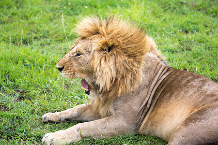 风景猫摄影照片_一头大狮子躺在风景中间的草地上