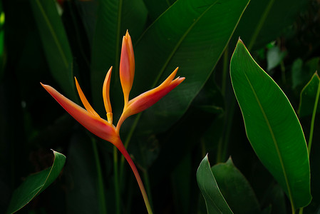 橙色热带异国情调的花朵在茂密的叶子上绽放，深绿色的自然背景。
