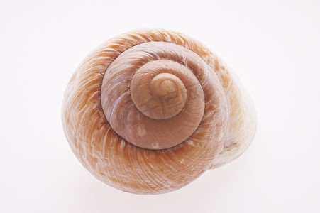 蜗牛壳的特写