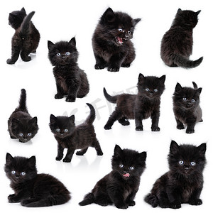 《黑色小猫，合集》