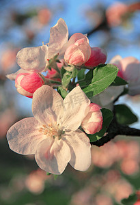 春天的苹果花可以用作背景