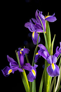 黑色背景鲜花摄影照片_黑色背景中的春天花朵紫色鸢尾花