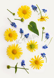 黄色背景框摄影照片_白色背景上由黄蓝花桉树枝制成的花组合圆框