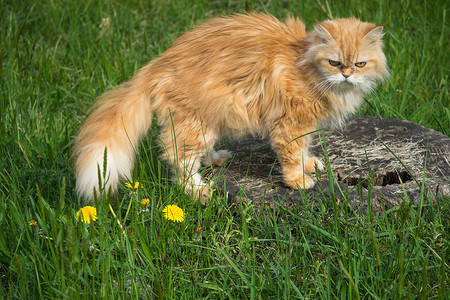 毛茸茸的红猫在草地和鲜花中漫步。
