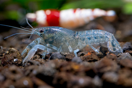 特写白色蓝矮小龙虾沿着水族箱边缘行走，在以红蜂虾和绿色植物为背景的水生土壤中寻找食物。