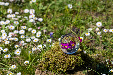 苔藓覆盖的石头上紫色报春花的水晶球