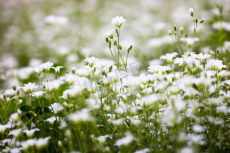 Stellaria holostea 的白色花朵