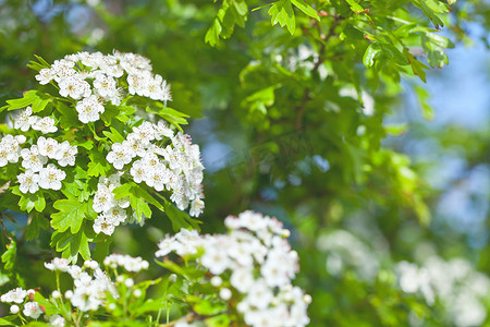 白色绣线菊花。