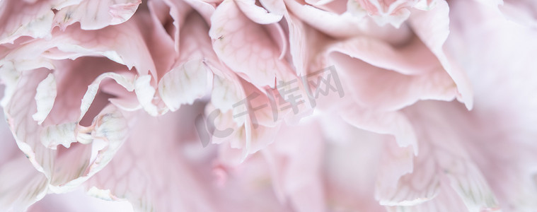 白色康乃馨摄影照片_抽象花卉背景，淡粉色康乃馨花瓣。