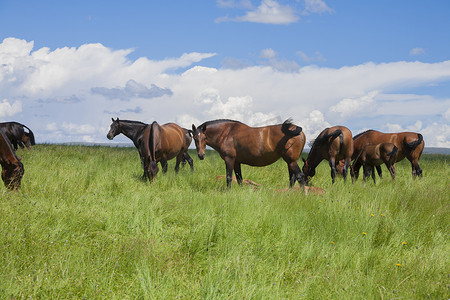 一群马在草原上吃草