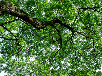 大树叶摄影照片_大树枝叶猴荚树灌木自然绿叶背景