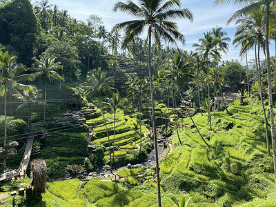 拉布布摄影照片_印度尼西亚巴厘岛乌布德哥拉朗村早晨美丽的水稻梯田