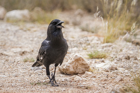 南非 Kgalagadi 跨境公园的 Cape Crow