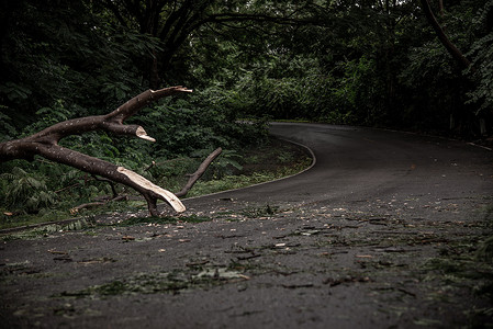 暴雨过后摄影照片_暴雨过后，落下的树木碎片阻碍了森林中的道路。