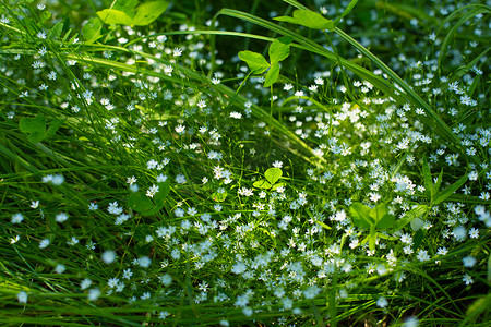 春天绿色小草小花摄影照片_一片绿色的田野，开着精致的白色小花。