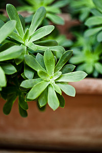在陶瓷罐的绿色肉质植物特写镜头。