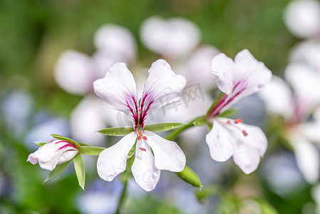 小白色和紫色半边莲花宏观照片在春天