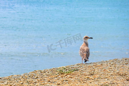 沿海沙滩上一只孤独的白鸥