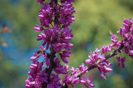 宫粉紫荆花摄影照片_粉红色的花朵紫荆在细细的树枝上