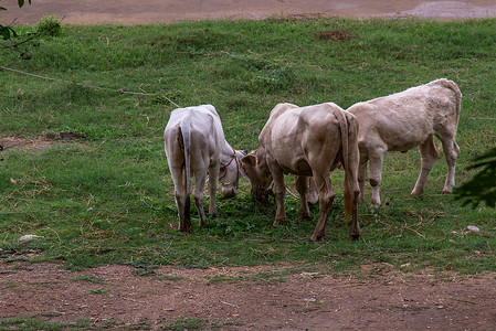 夜晚草摄影照片_夏日夜晚，田野上成群的白牛。