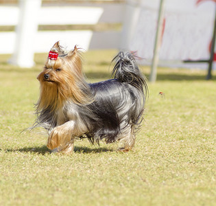 约克夏犬摄影照片_约克夏犬