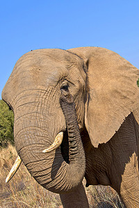 大象，野生动物保护区，南非