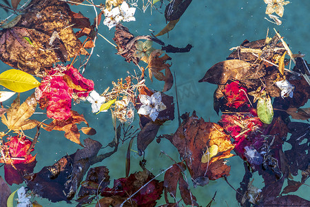 漂浮花瓣摄影照片_漂浮在游泳池的五颜六色的花和叶子