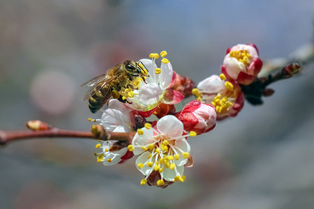 树粉色摄影照片_发芽的树与蜜蜂关闭