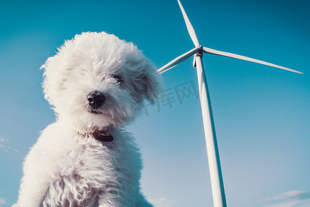 和风艺伎摄影照片_白狗和风力涡轮机的清洁概念